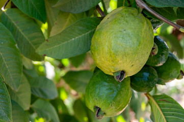 Common guava tropical plant with tasty aromatic fruits growing near Paphos, Cyprus