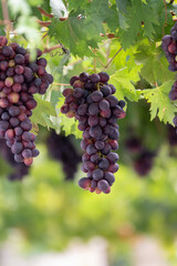 Bunches of purple ripening table grapes berries hanging down from pergola in garden on Cyprus