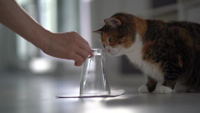 Pet owner showing caught bee or wasp covered with glass to curious indoor cat while playing together at home, selective focus. Kitten sitting on floor looking at moving insect, playing with fly