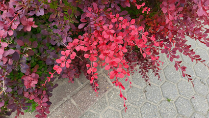 Shrub, a species of the genus Barberry of the family Barberry with red leaves
