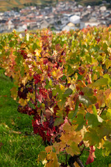 Autumn view on colorful grand cru Champagne vineyards near Moulin de Verzenay, pinot noir grape plants after harvest in Montagne de Reims near Verzenay, Champagne, wine making in France