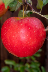 Big ripe red braeburn apples hanging on tree in fruit orchard ready to harvest