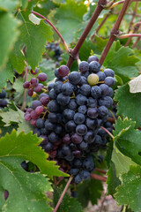 Wine production on Cyprus, ripe blue black wine grapes ready for harvest