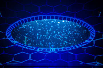 Obraz premium Beautiful jellyfish in the neon light in aquarium, nature background