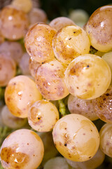 Ripe organic riesling wine grapes close up, harvest on vineyards in Germany, making of white dry...