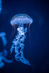 Beautiful jellyfish in the neon light in aquarium, nature background - obrazy, fototapety, plakaty