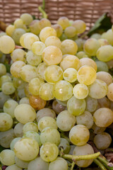 Ripe organic riesling wine grapes close up, harvest on vineyards in Germany, making of white dry...