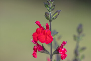Red salvia flowers in bloom