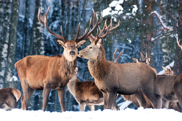 Deer in the wild. A group of deer in the winter forest in the daytime. Close-up
