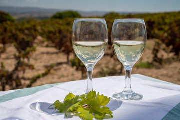 Tasting of white wine on vineyards of Cyprus. Wine production on Cyprus, tourists wine route.