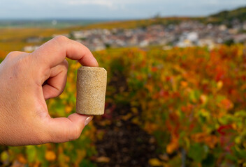 Unused champagne cork and autumn view on colorful grand cru Champagne vineyards Montagne de Reims near Verzenay, Champagne, wine making in France
