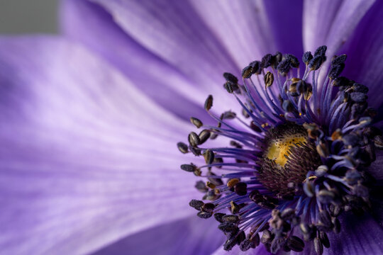 Beautiful macro shot of a purple anemone flower. Border art design. Magic light.Extreme close up macro photography.Beautiful nature background. Amazing Spring flowers. creative Wallpaper