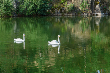 beautiful lake with a canyon on which swans swim with a blue sky