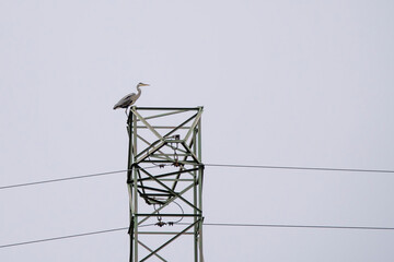 czapla siwa ptak wysokie napięcie prąd