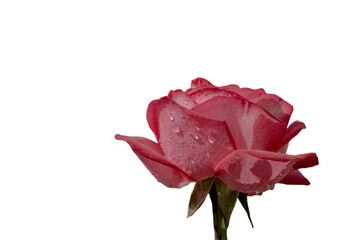 Beautiful pink rose flower  isolated on white background.  Valentines day card concept.
