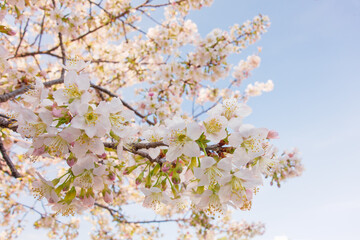 ヒマラヤザクラ（寒桜）