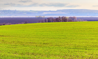 Spring field with young fresh grass and picturesque sky. Young tender grass in the field