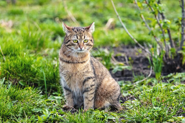 Naklejka na ściany i meble A young brown tabby cat sits in the garden on the grass near a currant bush.