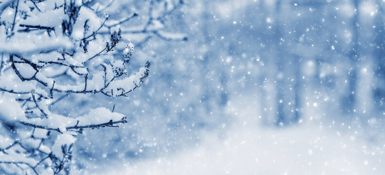 Snowfall in the winter forest. Winter background with snowy tree branch on blurred background in forest during snowfall