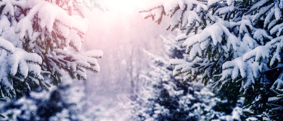 Snow-covered fir trees in the forest in sunny weather close-up. Christmas and New Year card