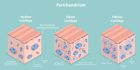 3D Isometric Flat Vector Conceptual Illustration of Perichondrium, Types of Cartilage - obrazy, fototapety, plakaty