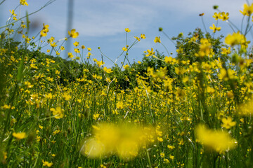 Amazing colorful Spring flowers in view