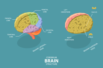 3D Isometric Flat Vector Conceptual Illustration of Cerebrum Brain Structure, Neurological Education Diagram