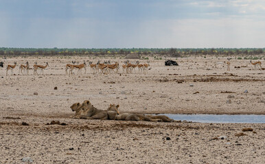 Fototapeta na wymiar female lions chilling by the waterhole in the Etosha national park in Namibia