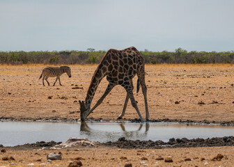 Naklejka na ściany i meble giraffe at the waterhole in Etosha national park drinking water with wide spread legs