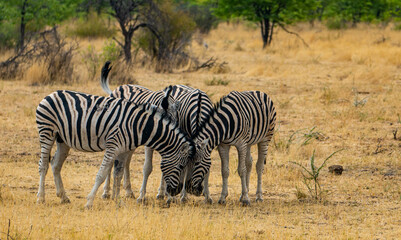 Fototapeta na wymiar zebra herd in the wild in Etosha national park in Namibia