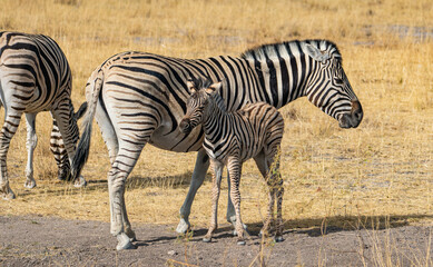 Fototapeta na wymiar baby zebra with mom in the wild in Etosha national park in Namibia