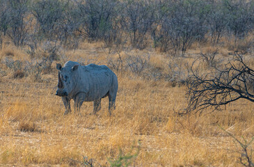 white rhino in the Etosha national park