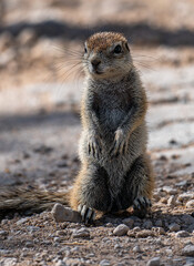 cute south african ground squirrel - xerus inauris