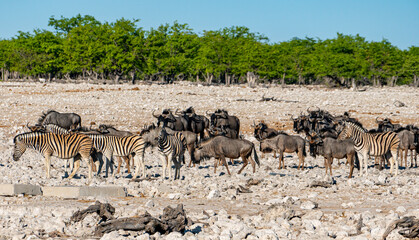 Fototapeta na wymiar herd of wildebeest and zebras in the wild in Etosha national park in Namibia