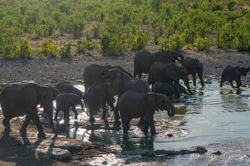 Elephant herd at the waterhole in Etosha national park in Namibia