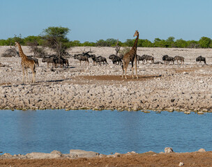 Fototapeta na wymiar giraffe in Etosha national park in Namibia