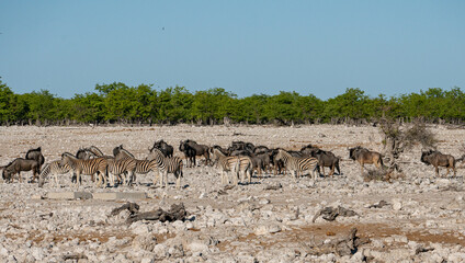 Fototapeta na wymiar herd of wildebeest and zebras in the wild in Etosha national park in Namibia