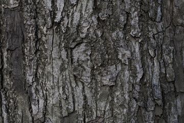 Natural texture of tree bark. Old tree trunk close-up. Natural wood background with bark patterns.