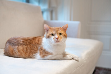 Cute Cat in Home Interior. Cat is Lying on the Couch.