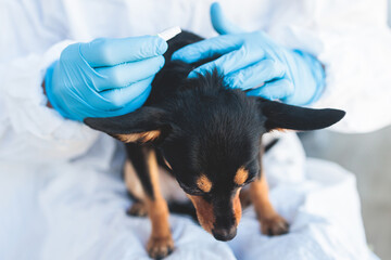 Veterinarian specialist holding small black dog and applying drops at the withers, medicine from parasites, ticks, worms and fleas, young dog vet treatment, dog treated with parasite remedy - obrazy, fototapety, plakaty