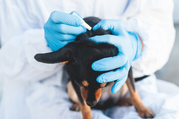 Veterinarian specialist holding small black dog and applying drops at the withers, medicine from parasites, ticks, worms and fleas, young dog vet treatment, dog treated with parasite remedy