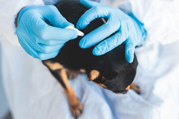 Veterinarian specialist holding small black dog and applying drops at the withers, medicine from...