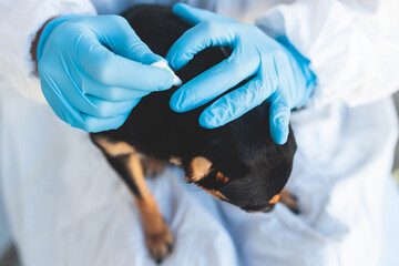 Veterinarian specialist holding small black dog and applying drops at the withers, medicine from...