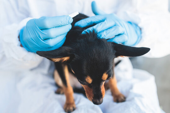 Veterinarian specialist holding small black dog and applying drops at the withers, medicine from parasites, ticks, worms and fleas, young dog vet treatment, dog treated with parasite remedy