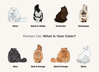 Persian white cat breed, cat different poses drawing. Cute kitty characters in various poses, designs for prints adorable and cute Persian cartoon vector set, in different poses. All popular colors.