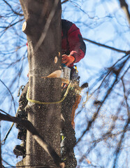 Arborist tree surgeon cutting tree branches with chainsaw, lumberjack woodcutter in uniform...