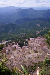 Fototapeta na wymiar 屏風岩公苑の桜（奈良県宇陀郡曽爾村）　屏風岩頂上付近から俯瞰