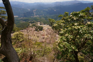 屏風岩公苑の桜（奈良県宇陀郡曽爾村）　屏風岩頂上付近から俯瞰