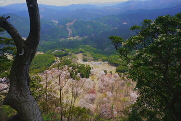 屏風岩公苑の桜（奈良県宇陀郡曽爾村）　屏風岩頂上付近から俯瞰