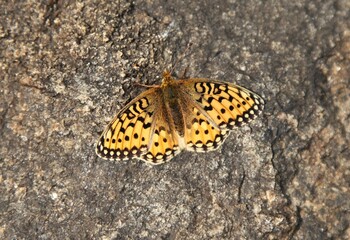 Mormon Fritillary (Speyeria mormonia) orange butterfly on a rock in Wind River Range, Wyoming